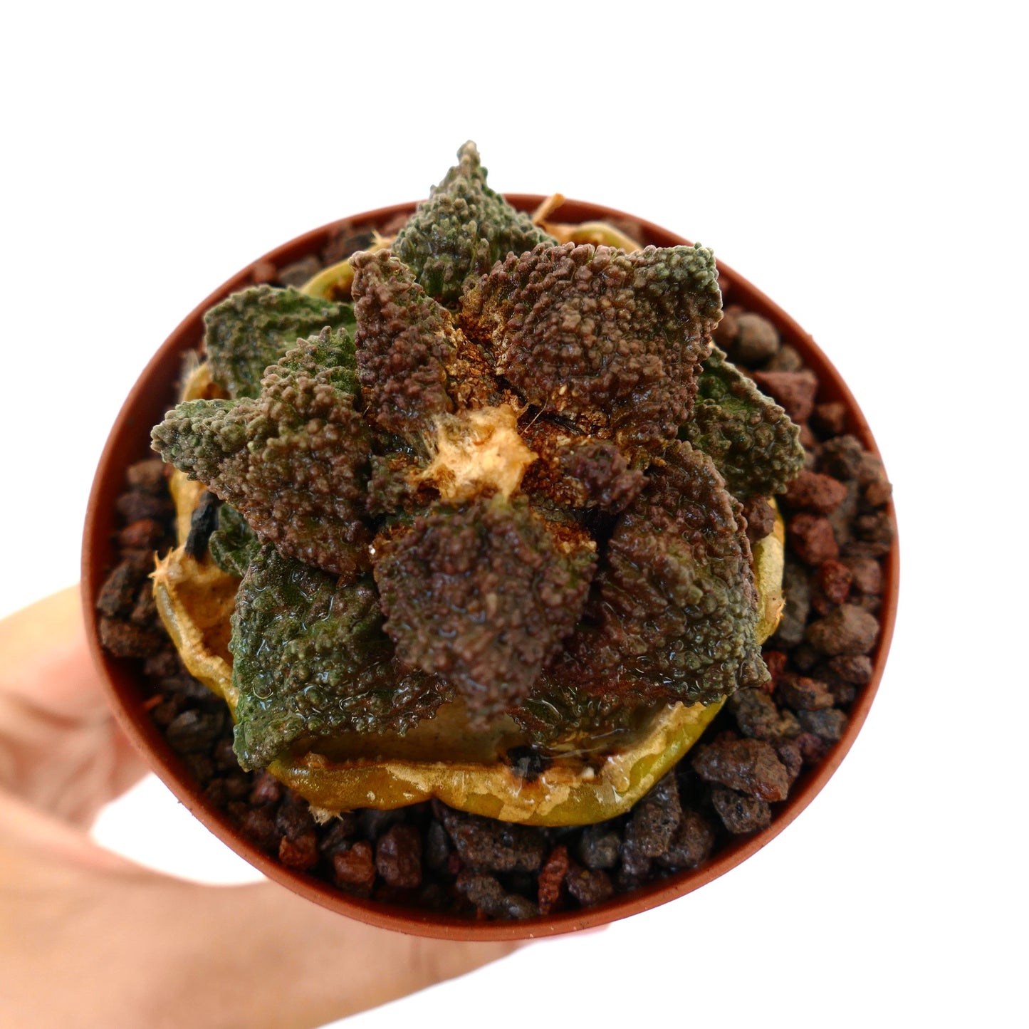 Ariocarpus cv. DARK GODZILLA succulent cactus with textured green-brownish tubercles in small pot