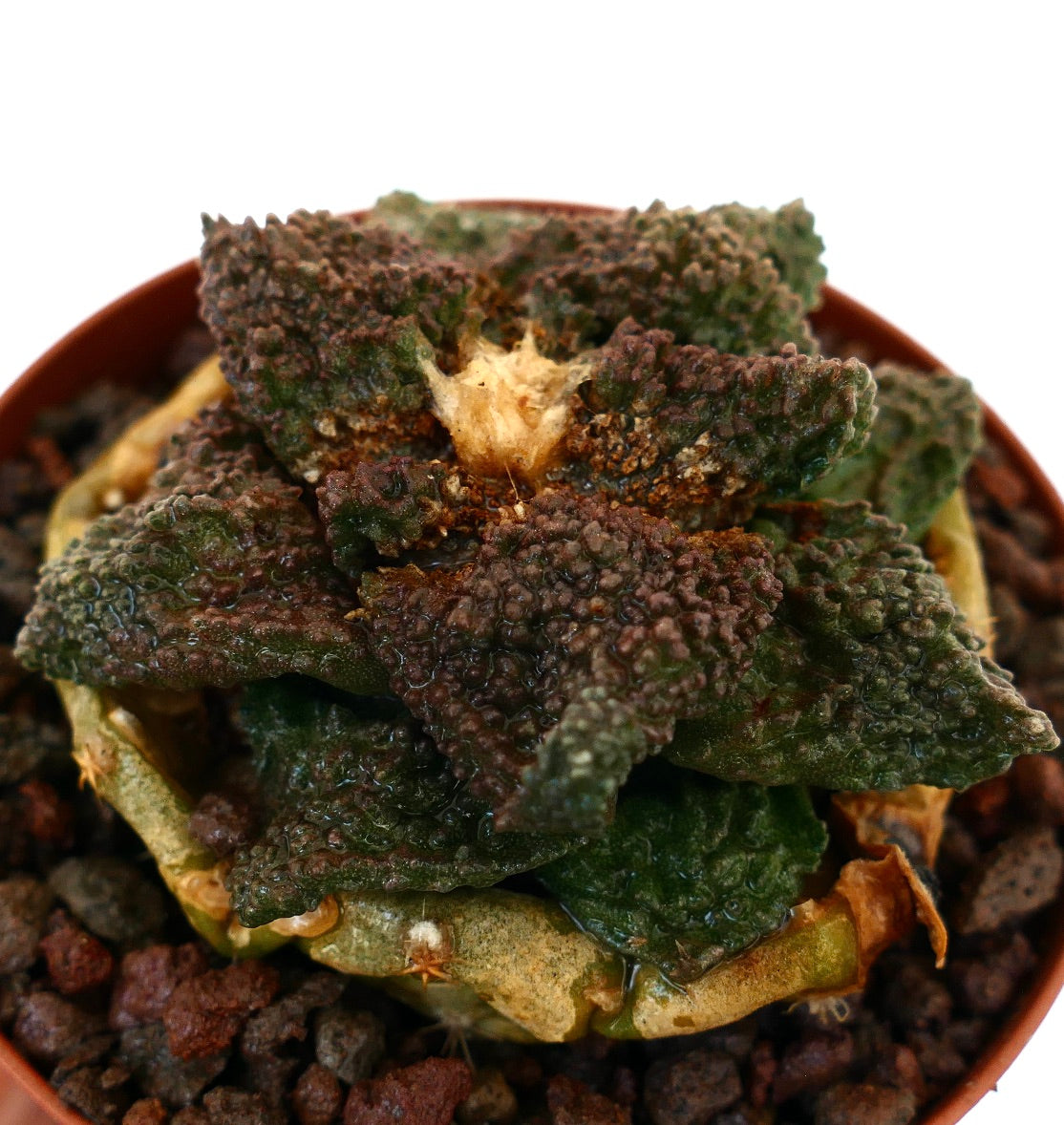 Ariocarpus cv. DARK GODZILLA succulent cactus with textured green-brownish tubercles in pot