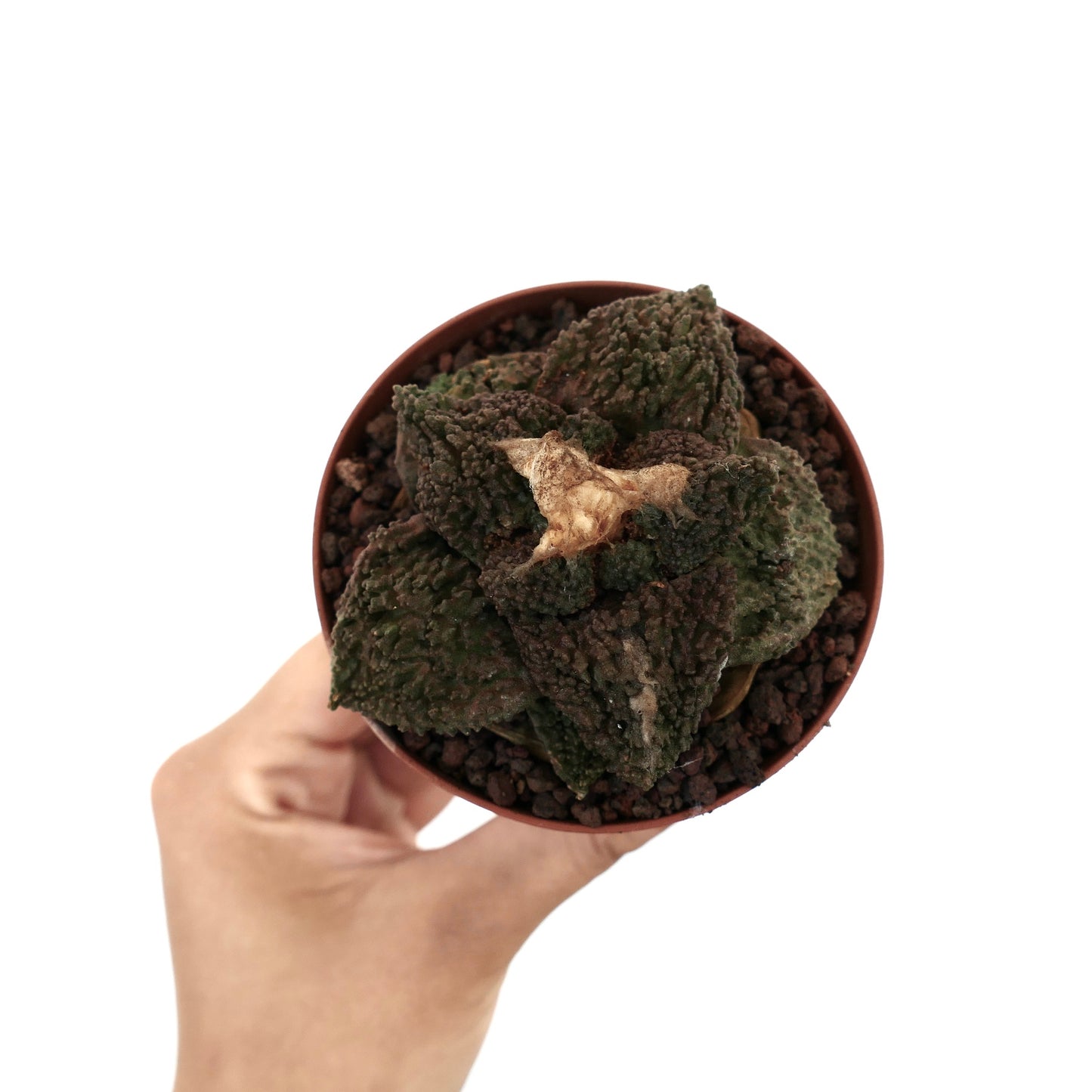 Ariocarpus cv. GODZILLA DARK GRAFTED rare textured dark green succulent cactus specimen