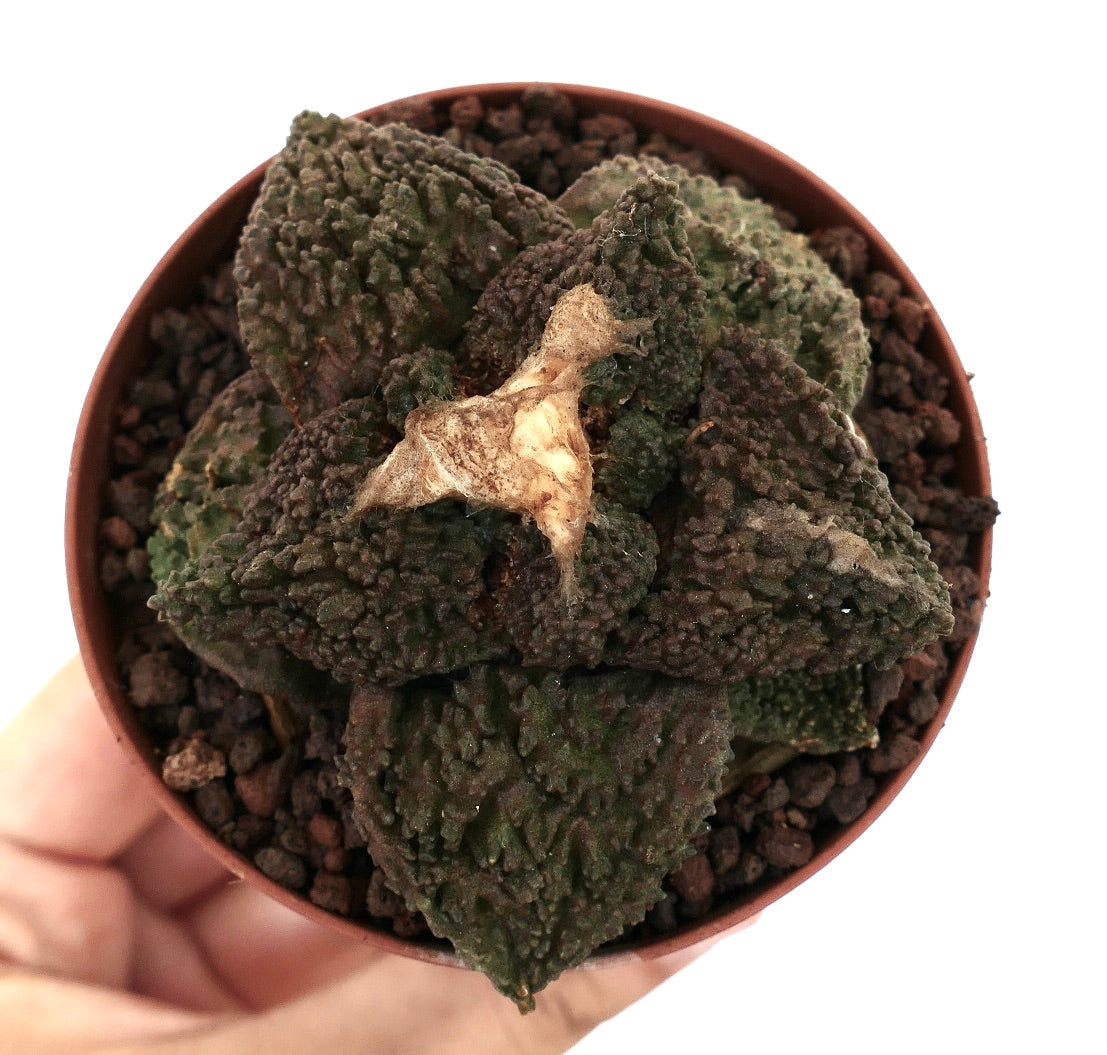 Ariocarpus cv. GODZILLA DARK GRAFTED rare textured succulent cactus with dark green tubercles in small pot