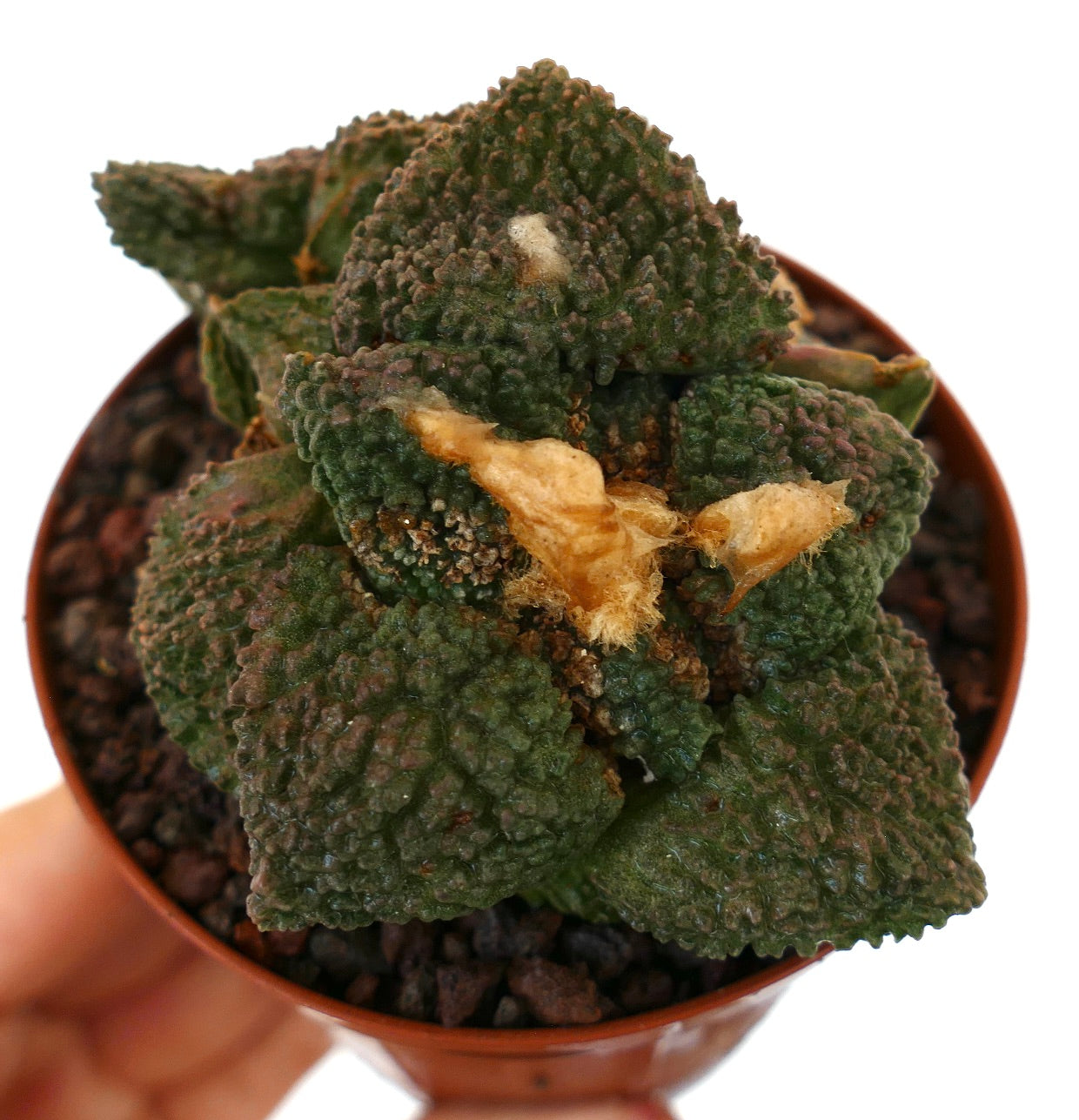 アリオカルプス | Botanical Archive | ユニークなサボテンコレクション アリオカルプス | Botanical Archive | ユニークなサボテンコレクション