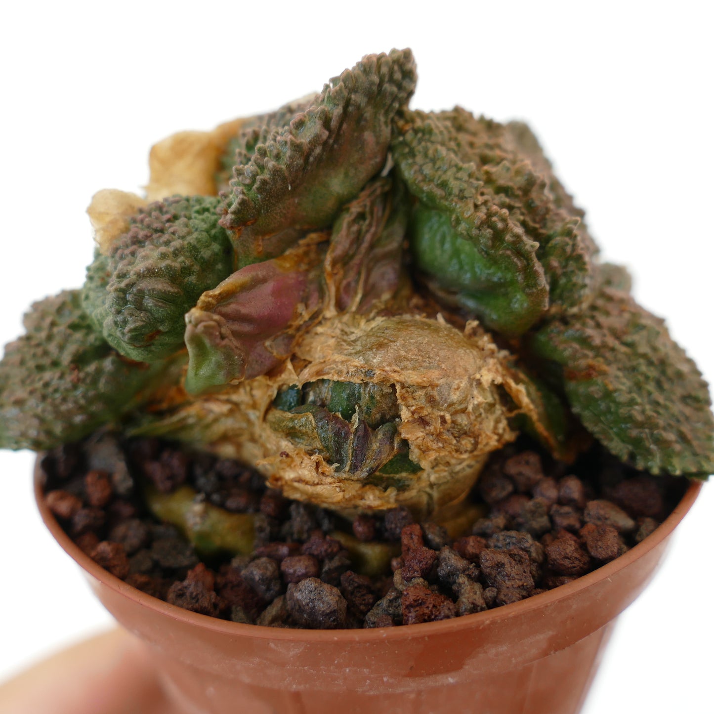 Ariocarpus cv. GODZILLA rare succulent cactus with textured green tubercles in small pot