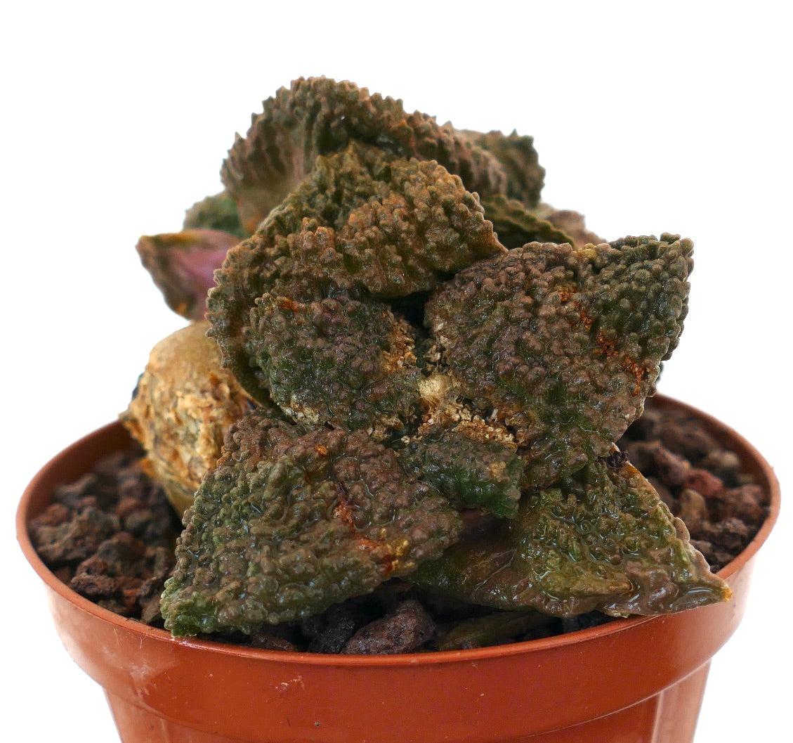 Ariocarpus cv. GODZILLA rare succulent cactus with textured, dark green triangular tubercles