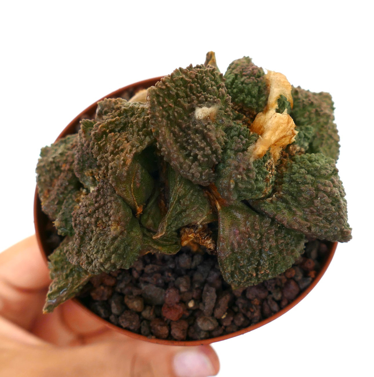 アリオカルプス | Botanical Archive | ユニークなサボテンコレクション