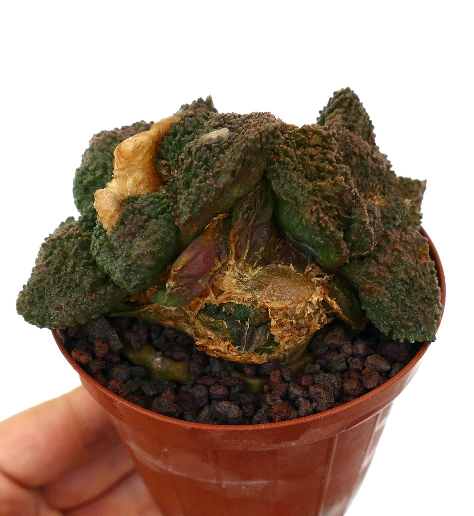 アリオカルプス | Botanical Archive | ユニークなサボテンコレクション