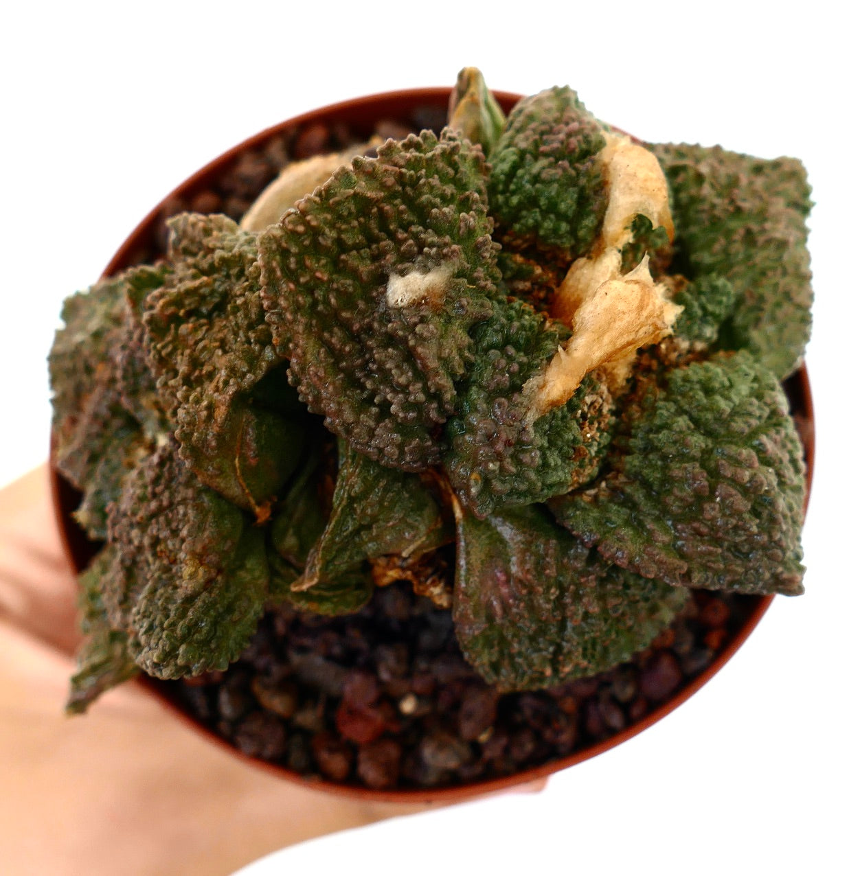 Ariocarpus cv. GODZILLA rare succulent cactus with textured, warty green leaves and compact growth