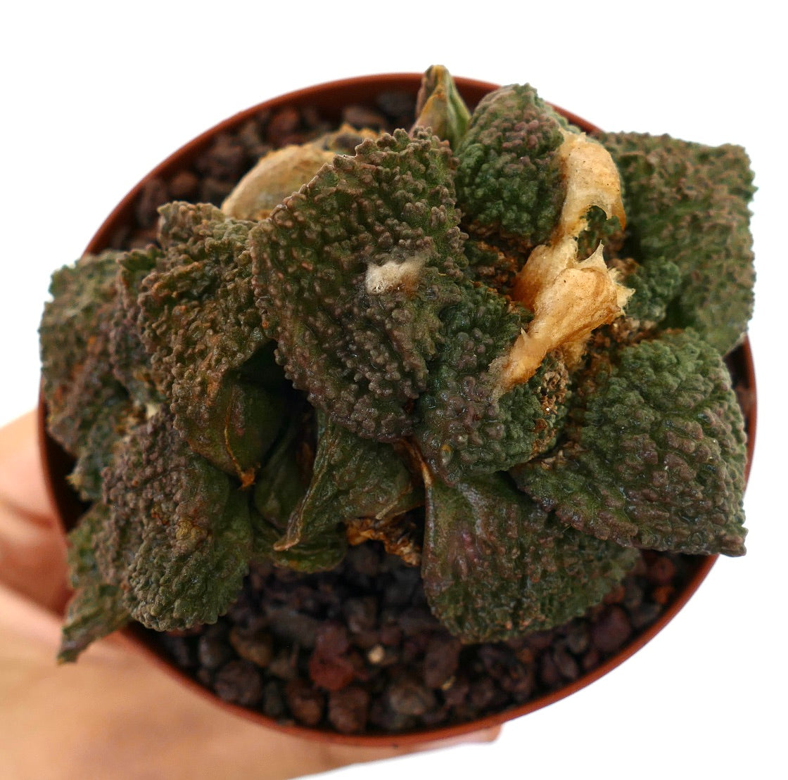 Ariocarpus cv. GODZILLA rare succulent cactus with textured dark green tubercles and compact growth
