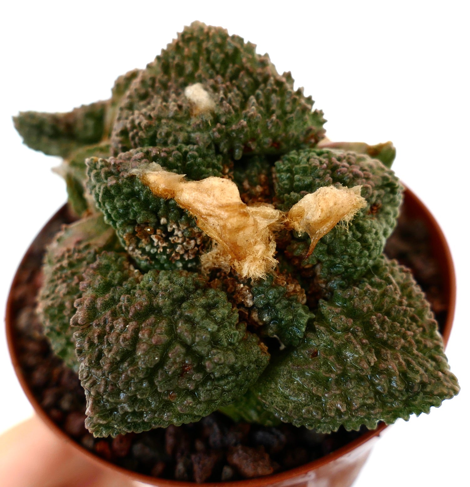 アリオカルプス | Botanical Archive | ユニークなサボテンコレクション