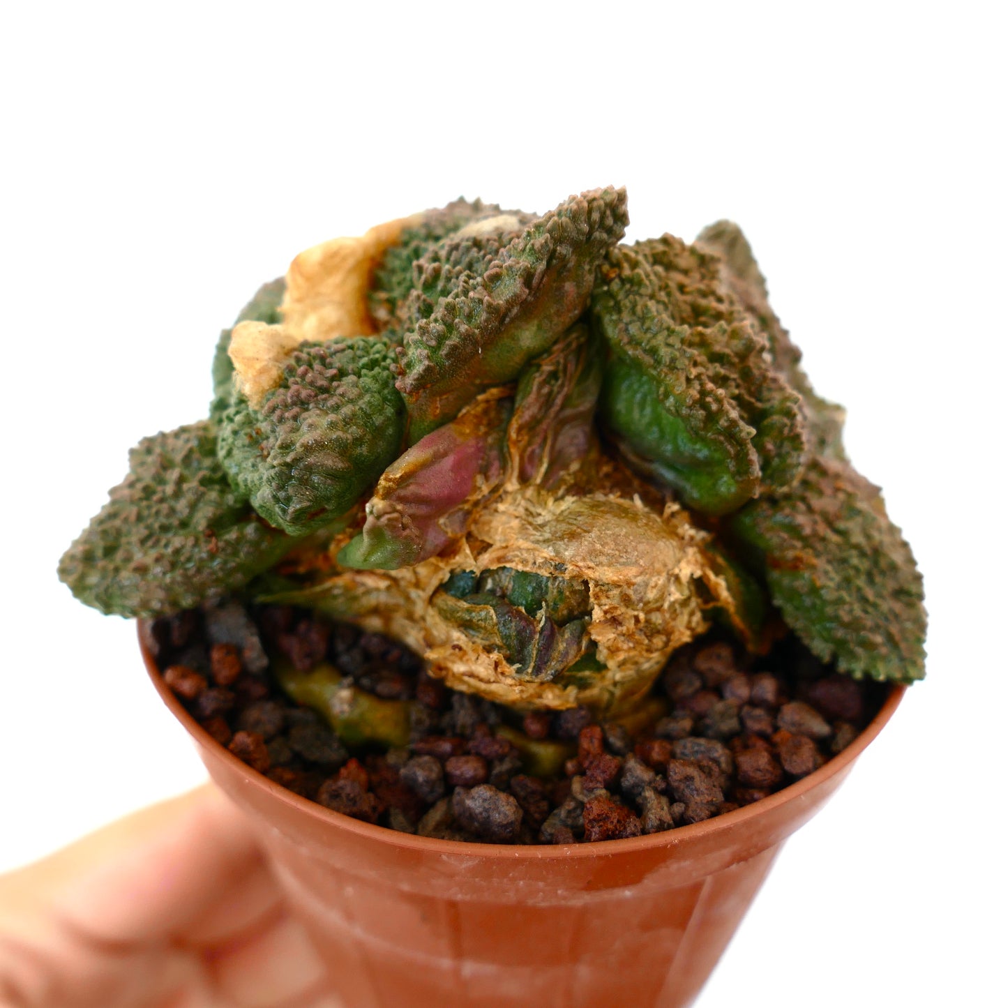 Ariocarpus cv. GODZILLA succulent cactus with textured, rough tubercles and thick stems
