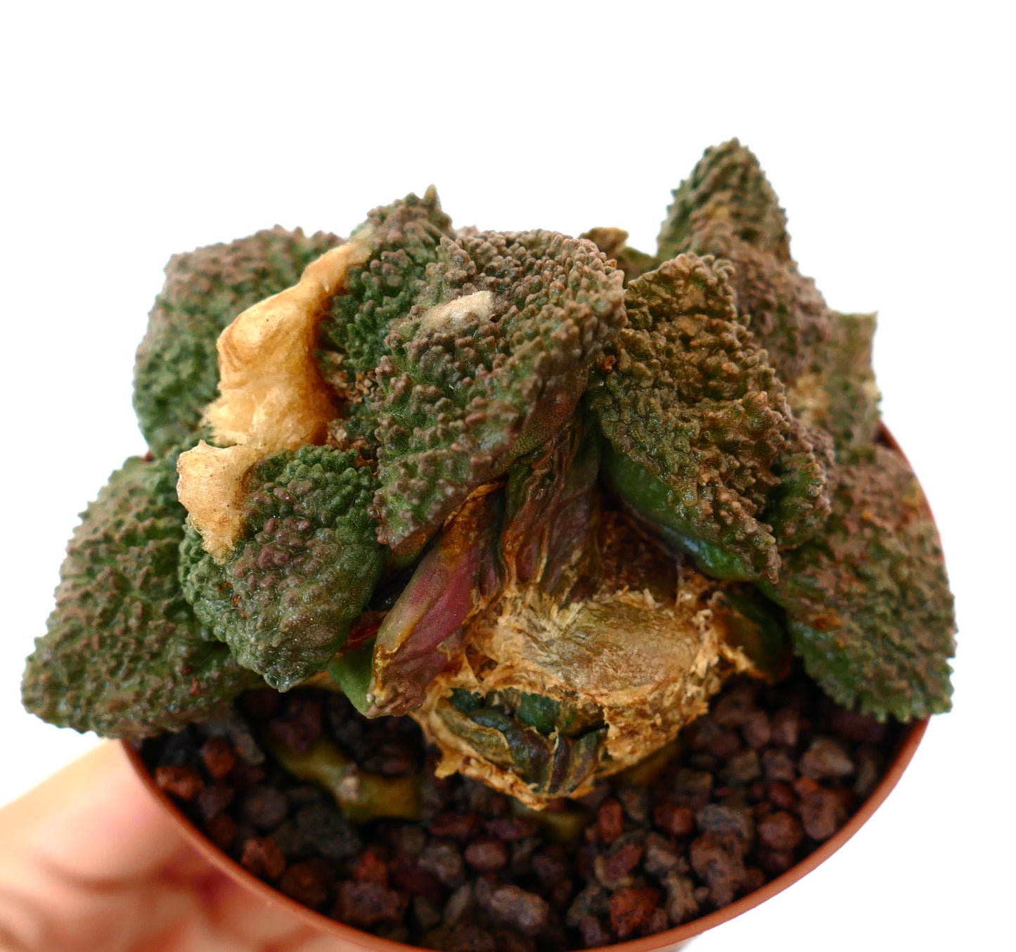 Ariocarpus cv. GODZILLA rare succulent cactus with textured, bumpy green leaves and woody base