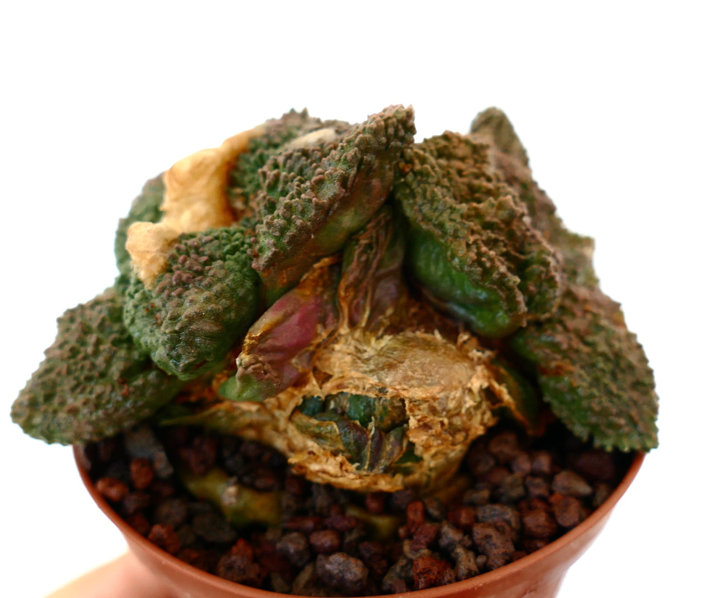 Ariocarpus cv. GODZILLA succulent cactus with textured, rough green tubercles and thickened base