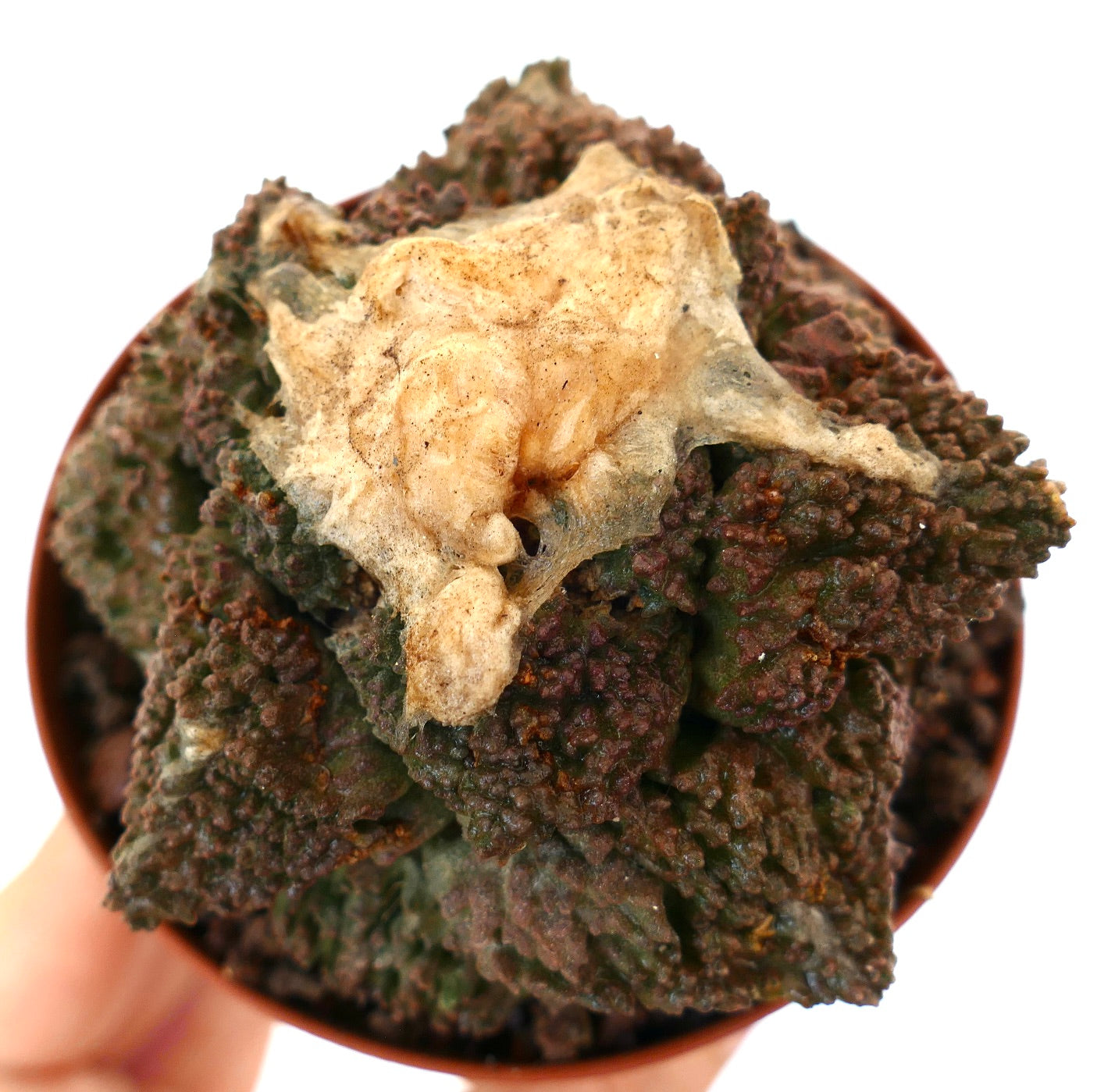 Ariocarpus cv. GODZILLA x BALL LANATUS rare textured succulent cactus with brownish tubercles and beige top growth