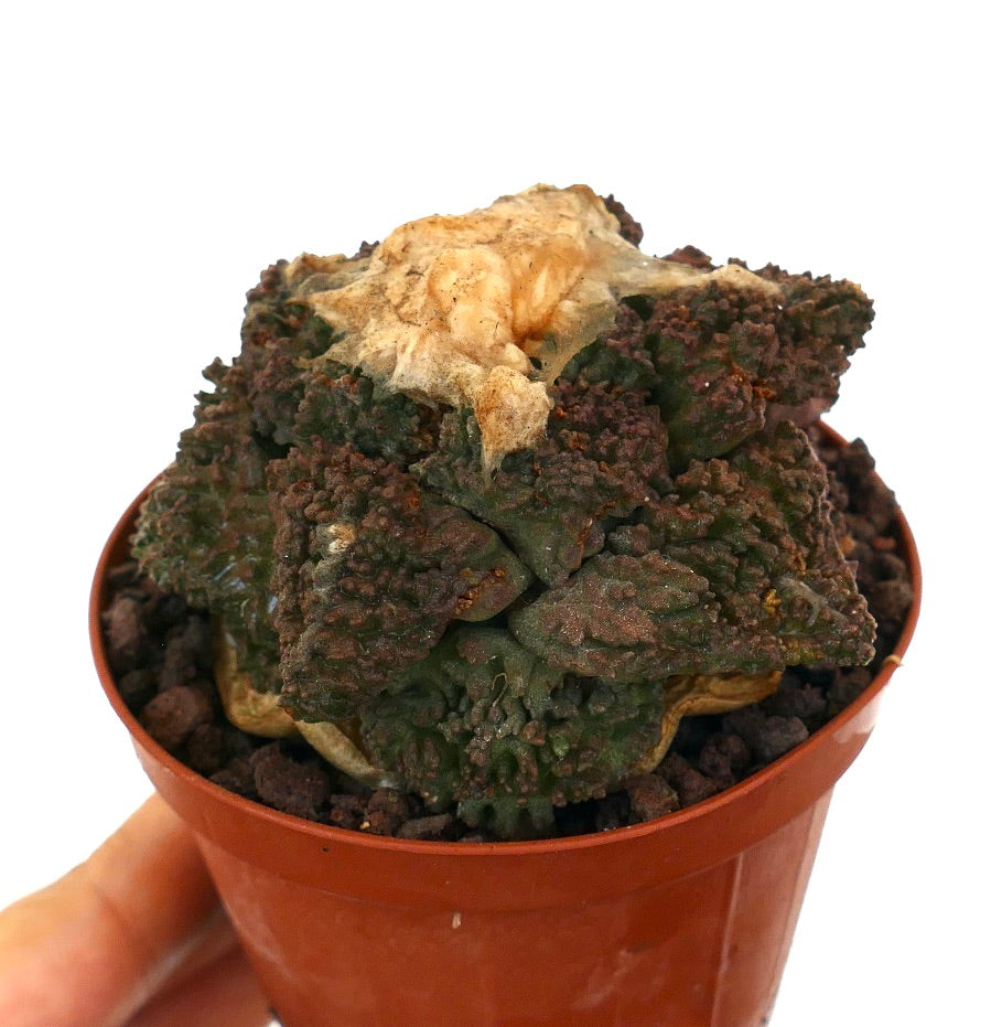 Ariocarpus cv. GODZILLA x BALL LANATUS rare textured succulent cactus with dark green tubercles and woolly top