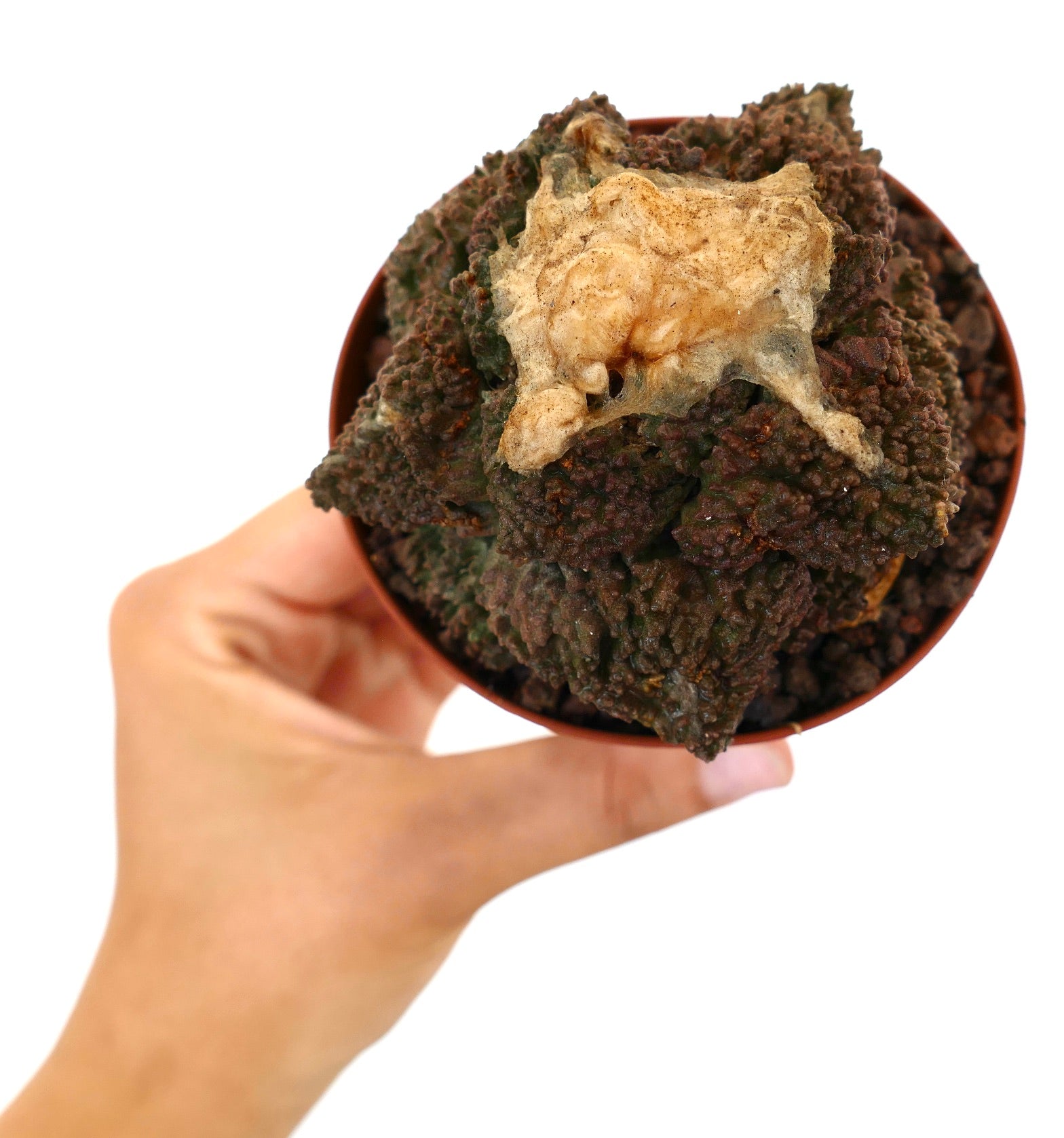 Ariocarpus cv. GODZILLA x BALL LANATUS rare textured dark succulent cactus specimen