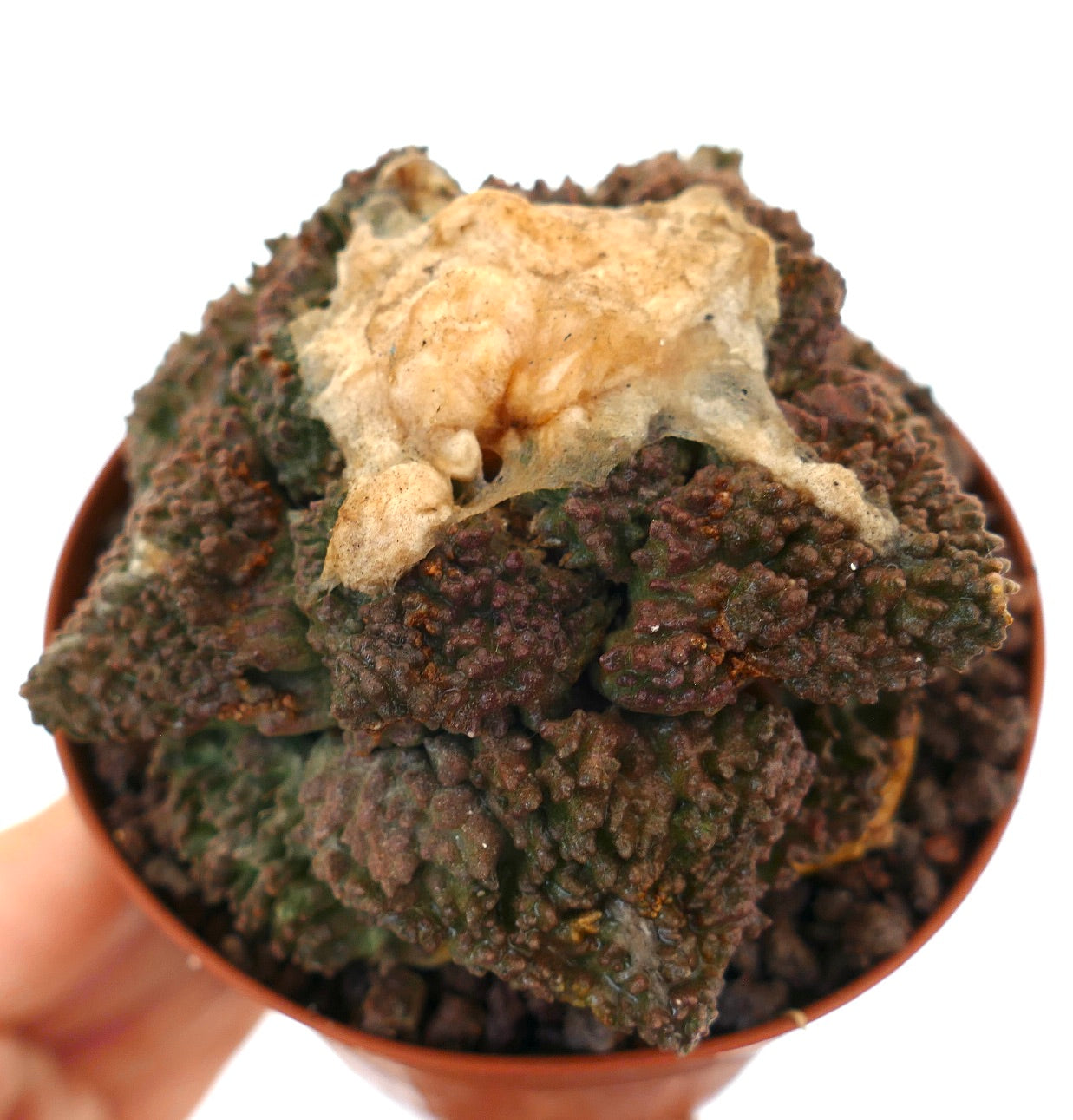 Ariocarpus cv. GODZILLA x BALL LANATUS rare textured succulent cactus with dark green and brown tubercles