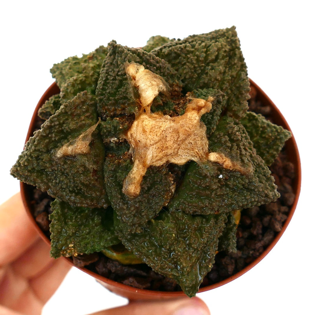 Ariocarpus cv. GODZILLA x HINTONI raro cactus succulento con tubercoli verde scuro texture e area centrale secca