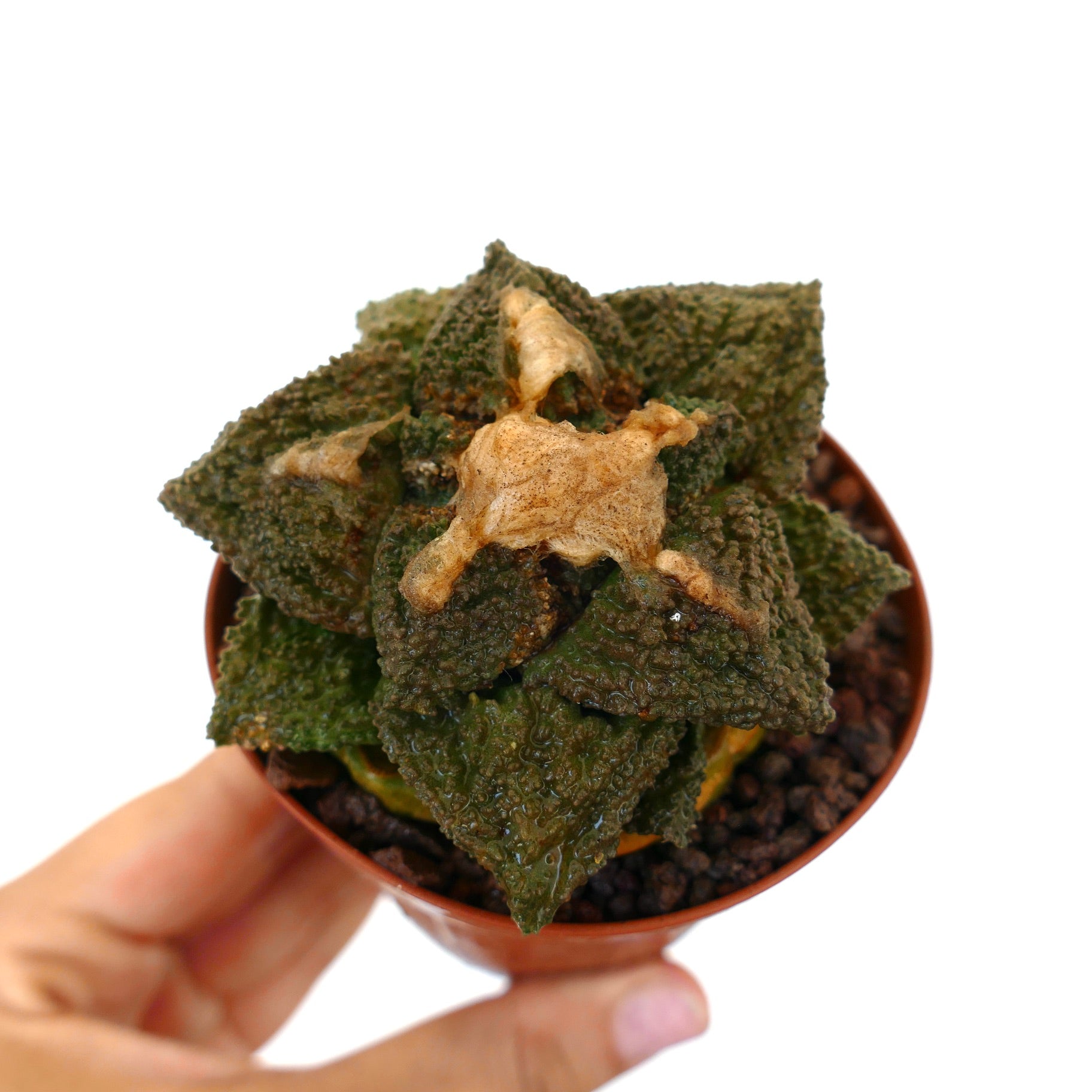 Ariocarpus cv. GODZILLA x HINTONI raro cactus succulento con foglie verdi triangolari testurizzate e centro lanuginoso marrone