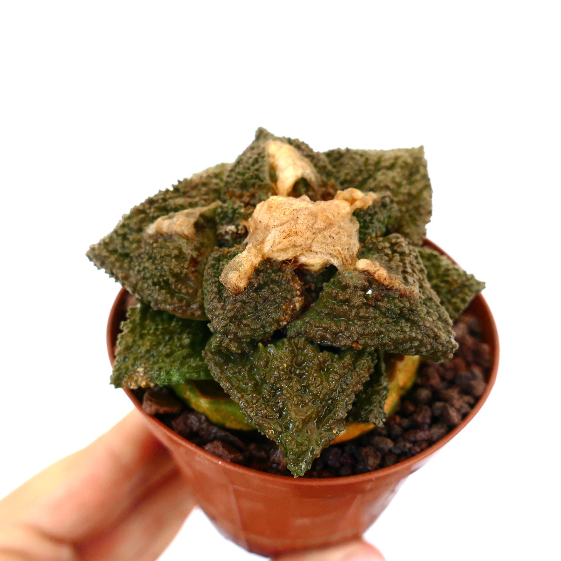 Ariocarpus cv. GODZILLA x HINTONI raro cactus succulento con foglie scure, triangolari e dalla texture unica