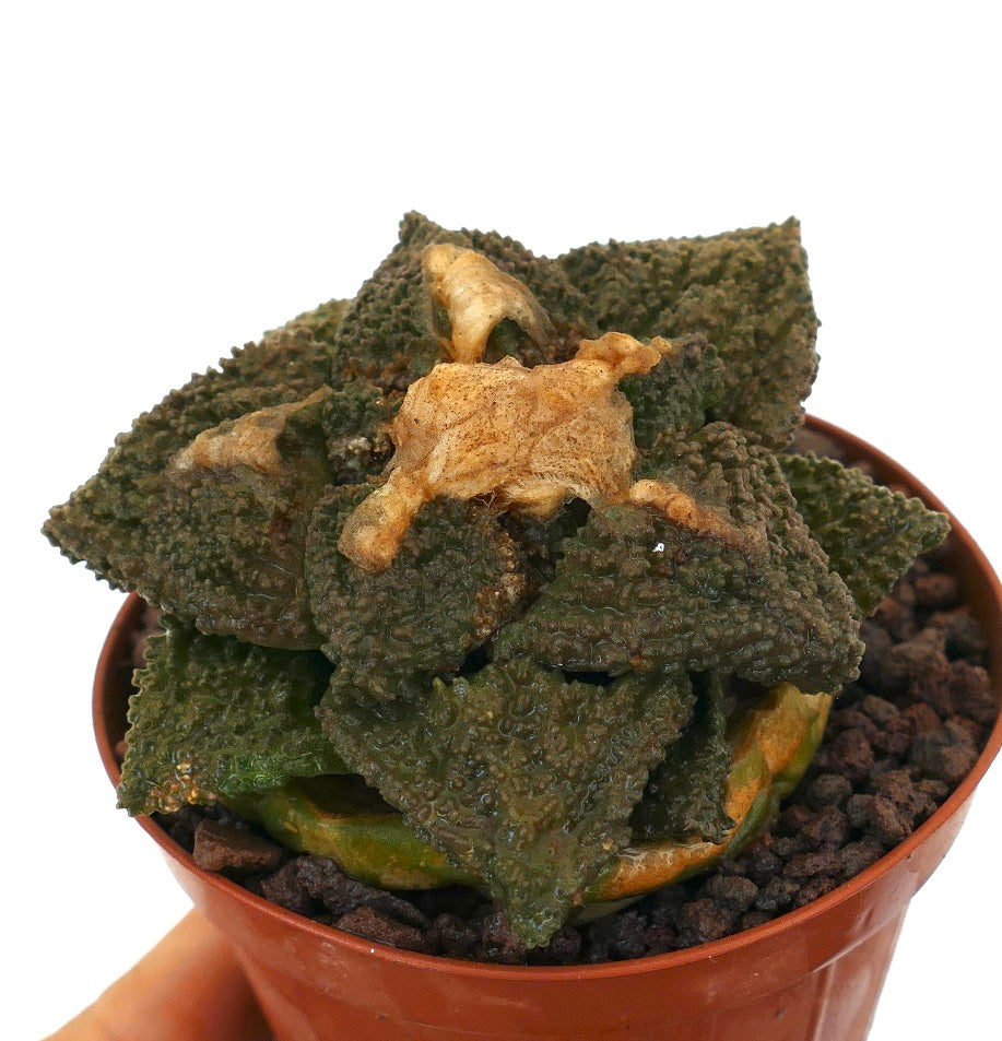 Cactus succulento Ariocarpus con tubercoli triangolari di un verde scuro strutturato e centro secco