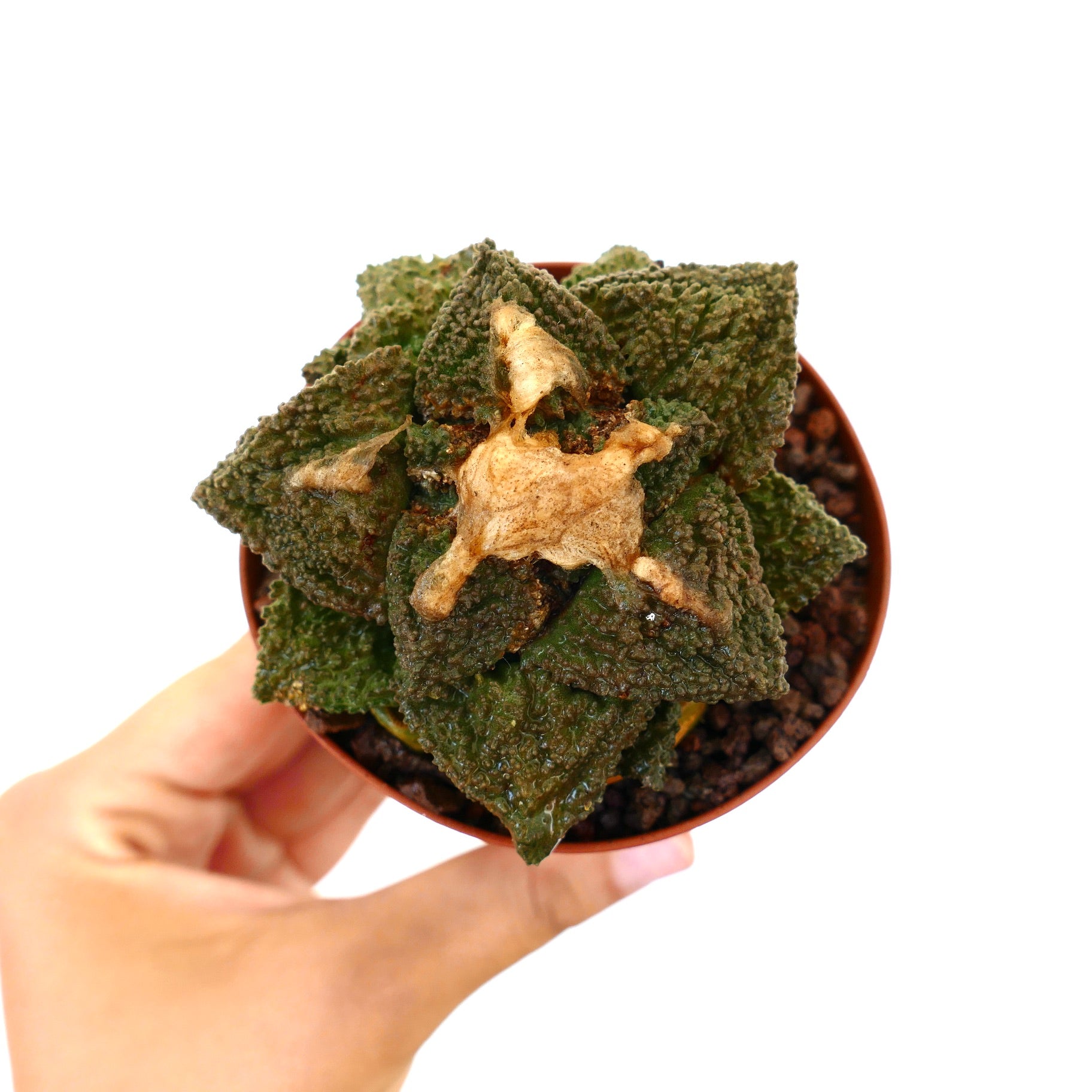 Ariocarpus cv. GODZILLA x HINTONI raro cactus succulento con foglie verdi strutturate e macchie marroni