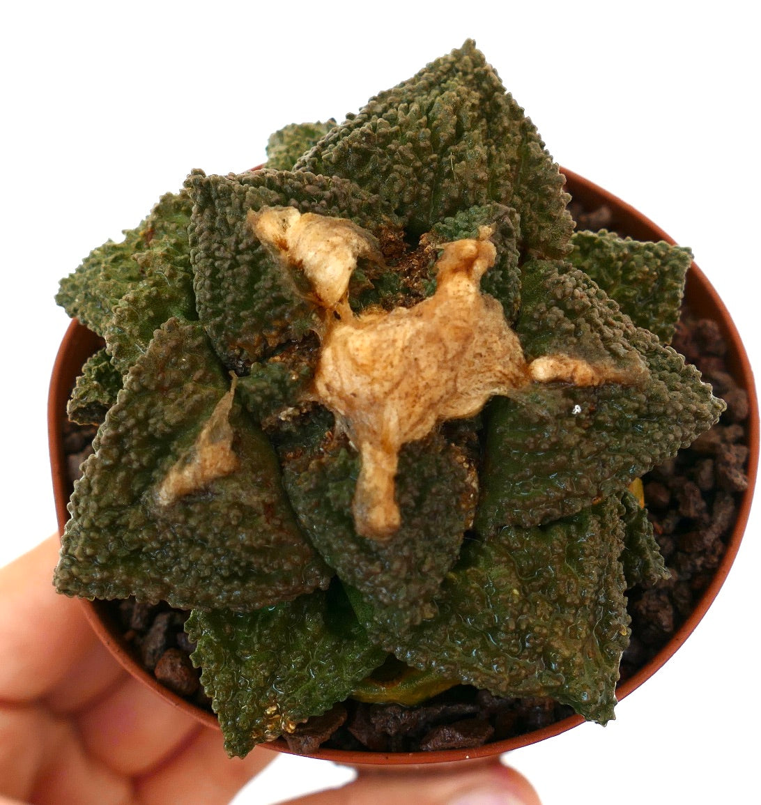 Ariocarpus cv. GODZILLA x HINTONI raro cactus succulento con tubercoli verdi scuro dalla texture e area centrale lanuginosa marrone