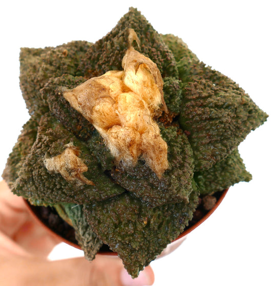 Ariocarpus cv. GODZILLA x HINTONI succulent cactus with textured dark green tubercles and dried central woolly area