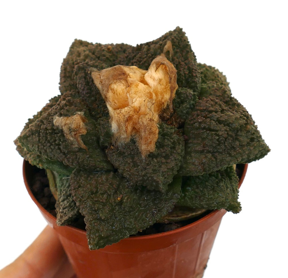 Ariocarpus cv. GODZILLA x HINTONI raro cactus succulento con tubercoli di colore verde scuro testurizzati e centro secco