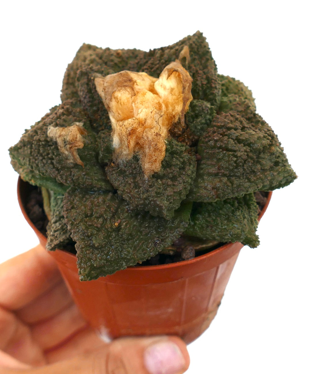 Ariocarpus cv. GODZILLA x HINTONI cactus succulento con tubercoli verde scuro strutturati e resti di fiori essiccati