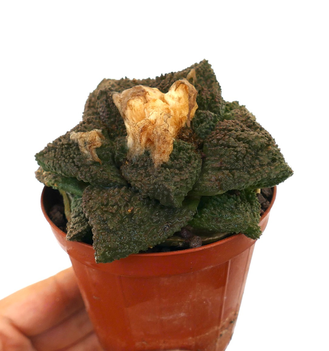Ariocarpus cv. GODZILLA x HINTONI succulenta cactus verde scuro testurizzato con foglie triangolari ruvide