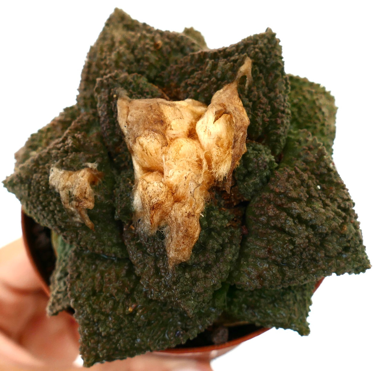 Ariocarpus cv. GODZILLA x HINTONI succulenta verde scuro con texture e crescita centrale beige lanuginosa