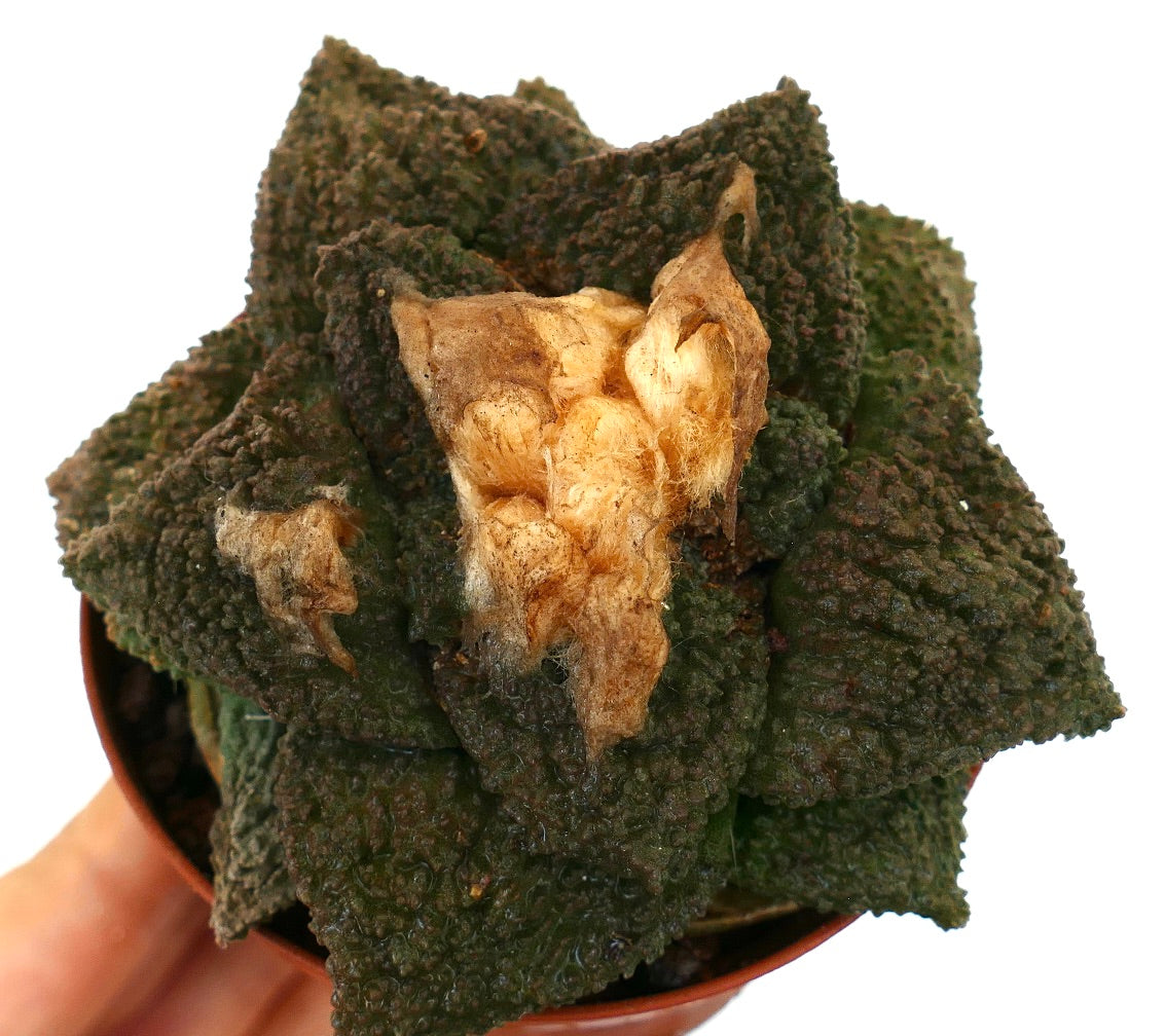 Ariocarpus cv. GODZILLA x HINTONI cactus succulento verde con superfici testurizzate e macchie marroni secche