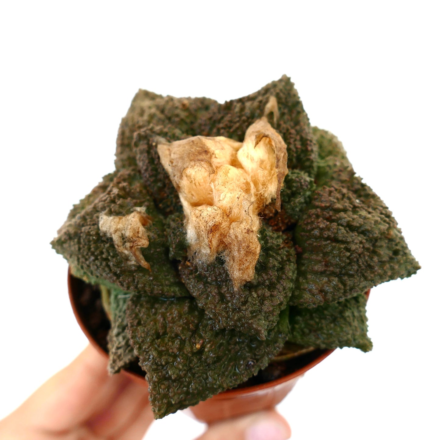 Ariocarpus cv. GODZILLA x HINTONI cactus succulento con tubercoli scuri e testurizzati e lana centrale essiccata