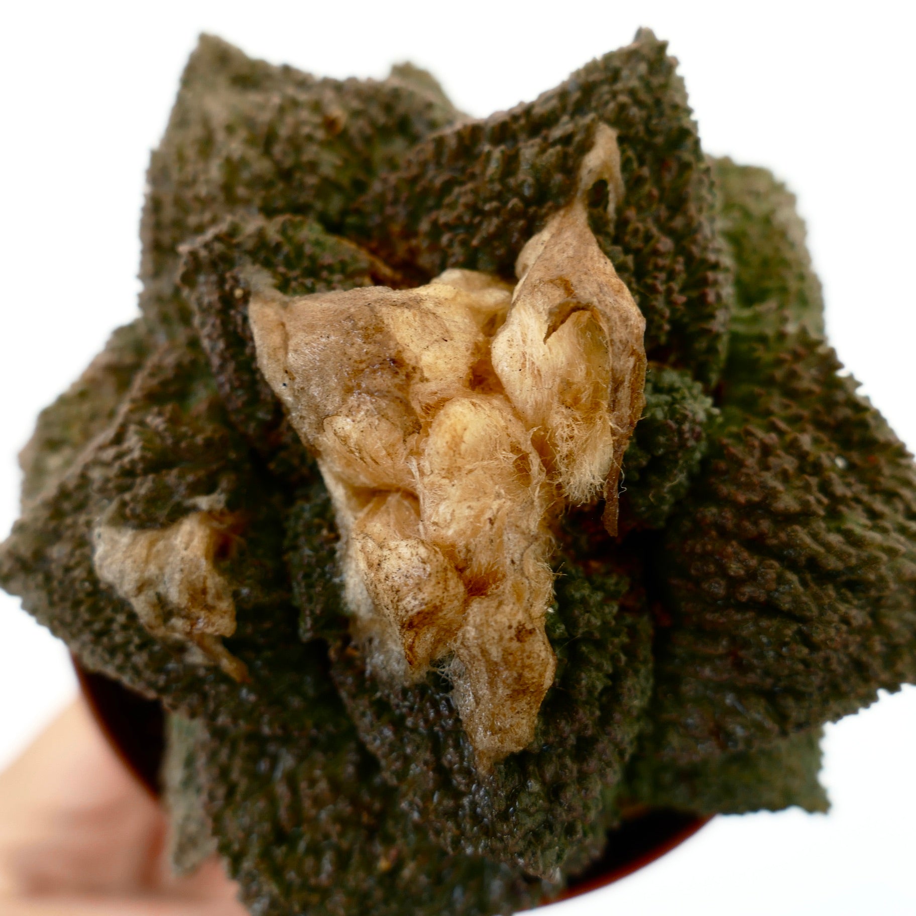 Ariocarpus cv. GODZILLA x HINTONI SELECTED raro cactus succulento dalla texture unica con centro marrone e lanuginoso