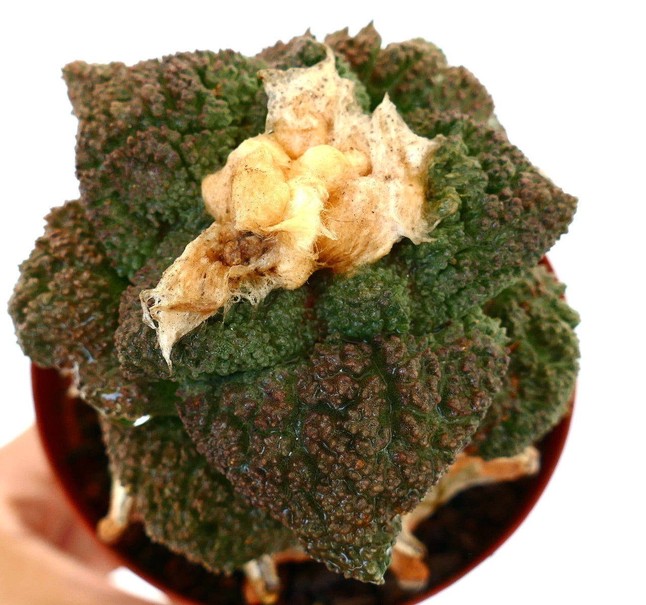 Ariocarpus cv. SUPER GODZILLA cactus succulent avec tubercules texturés vert foncé et centre laineux