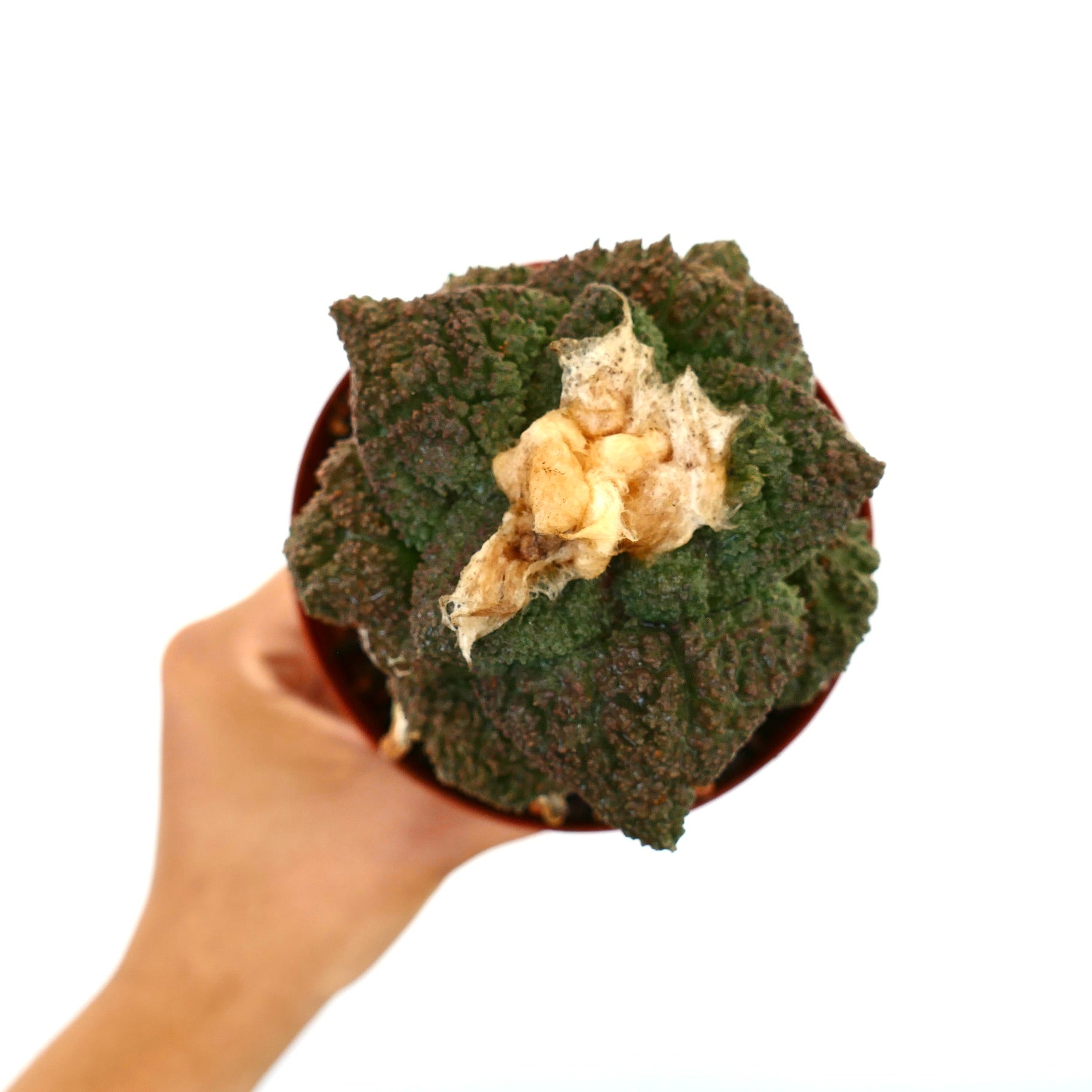 Ariocarpus cv. SUPER GODZILLA cactus succulent avec tubercules verts texturés et centre laineux