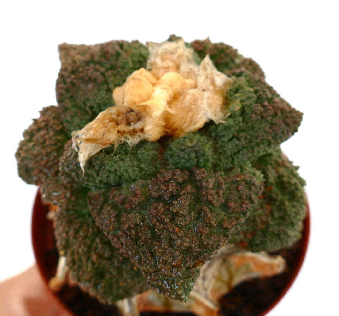 Ariocarpus cv. SUPER GODZILLA avec tubercules texturés vert foncé et centre laineux crème