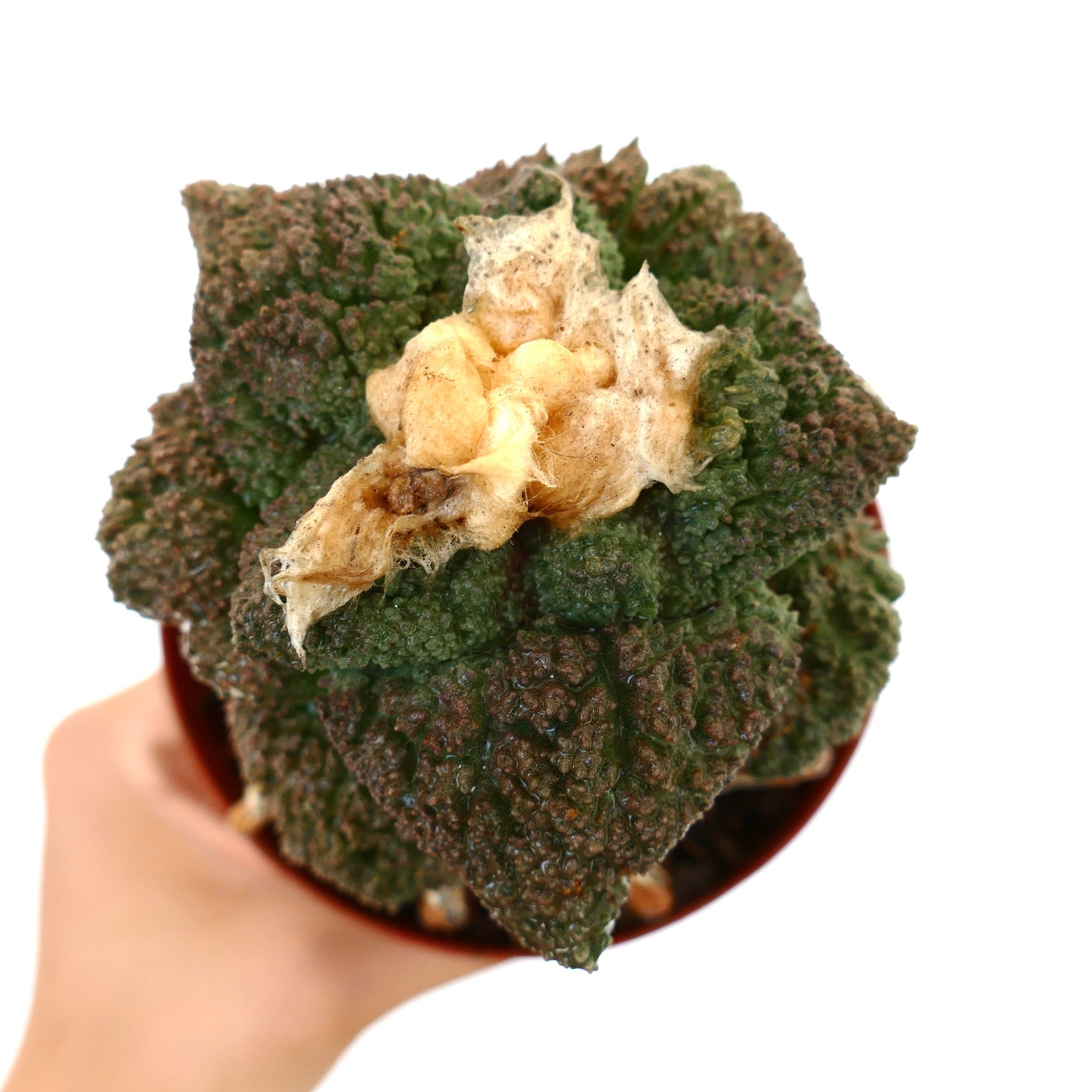 まさまる　アリ植物 アリオカルプス | Botanical Archive | ユニークなサボテンコレクション