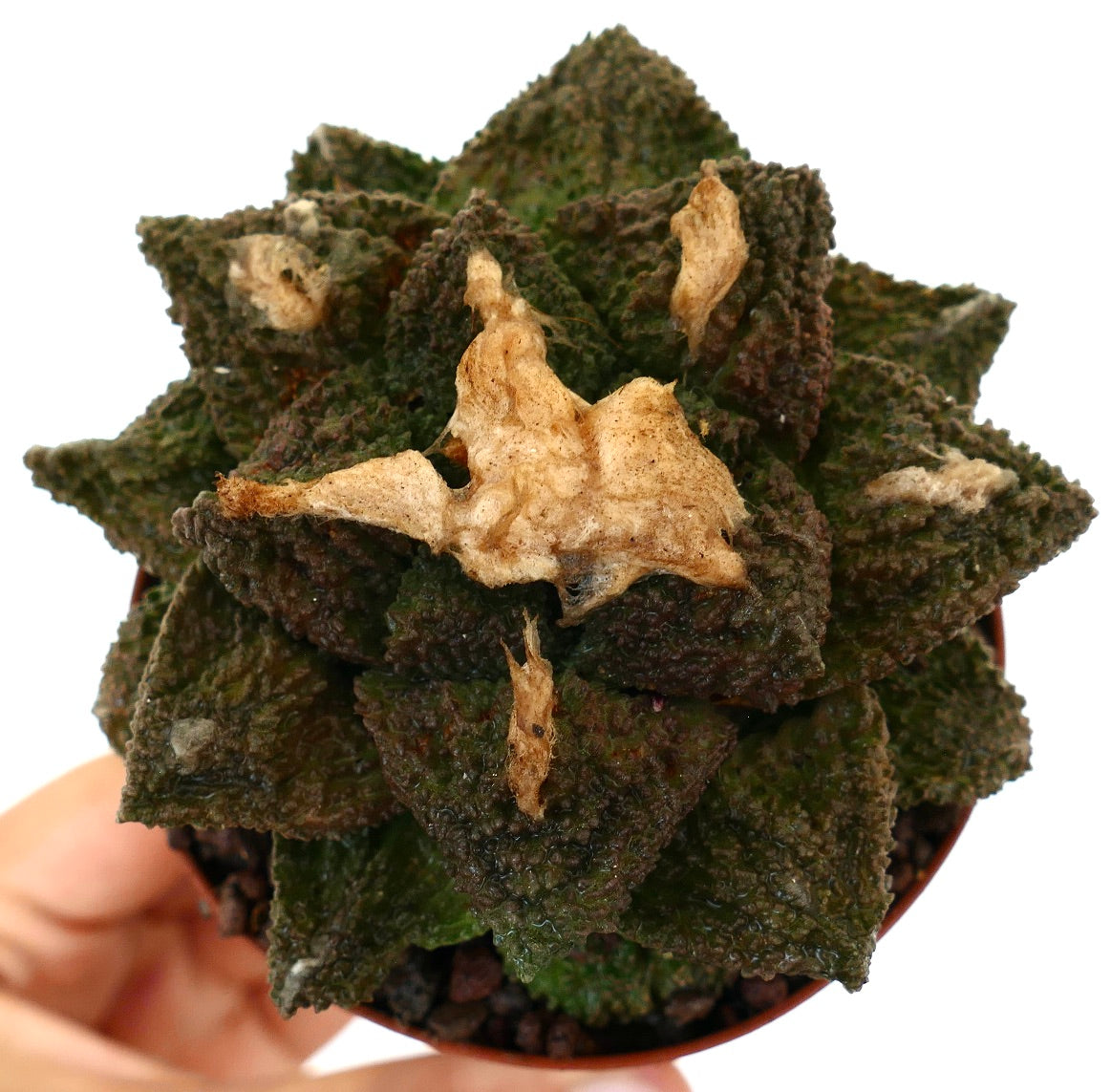 Ariocarpus cv. SUPER GODZILLA x HINTONI rara succulenta con tubercoli scuri e zona centrale secca e strutturata