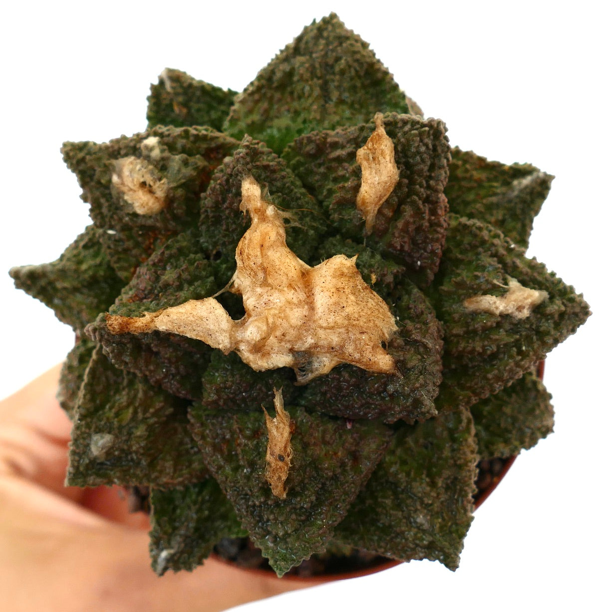 Ariocarpus cv. SUPER GODZILLA x HINTONI raro cactus succulento testurizzato con tubercoli verde scuro e chiazze secche