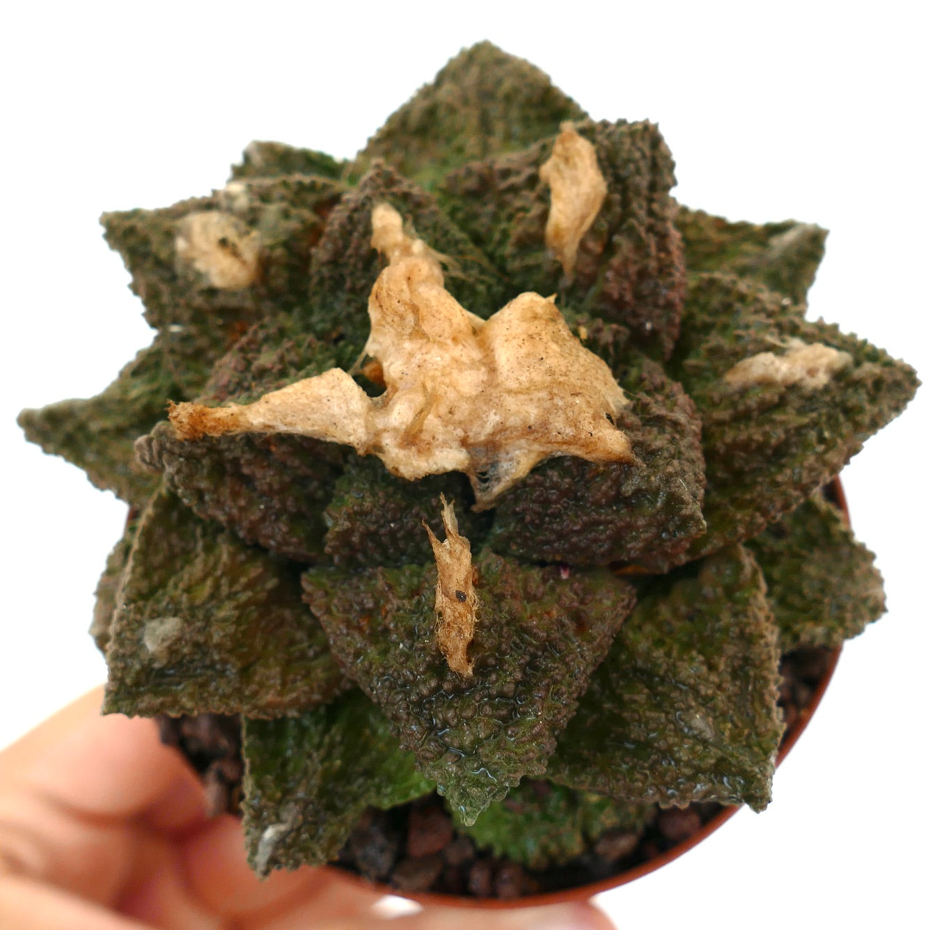 Ariocarpus cv. SUPER GODZILLA x HINTONI raro cactus succulento con texture unica e macchie secche marroni