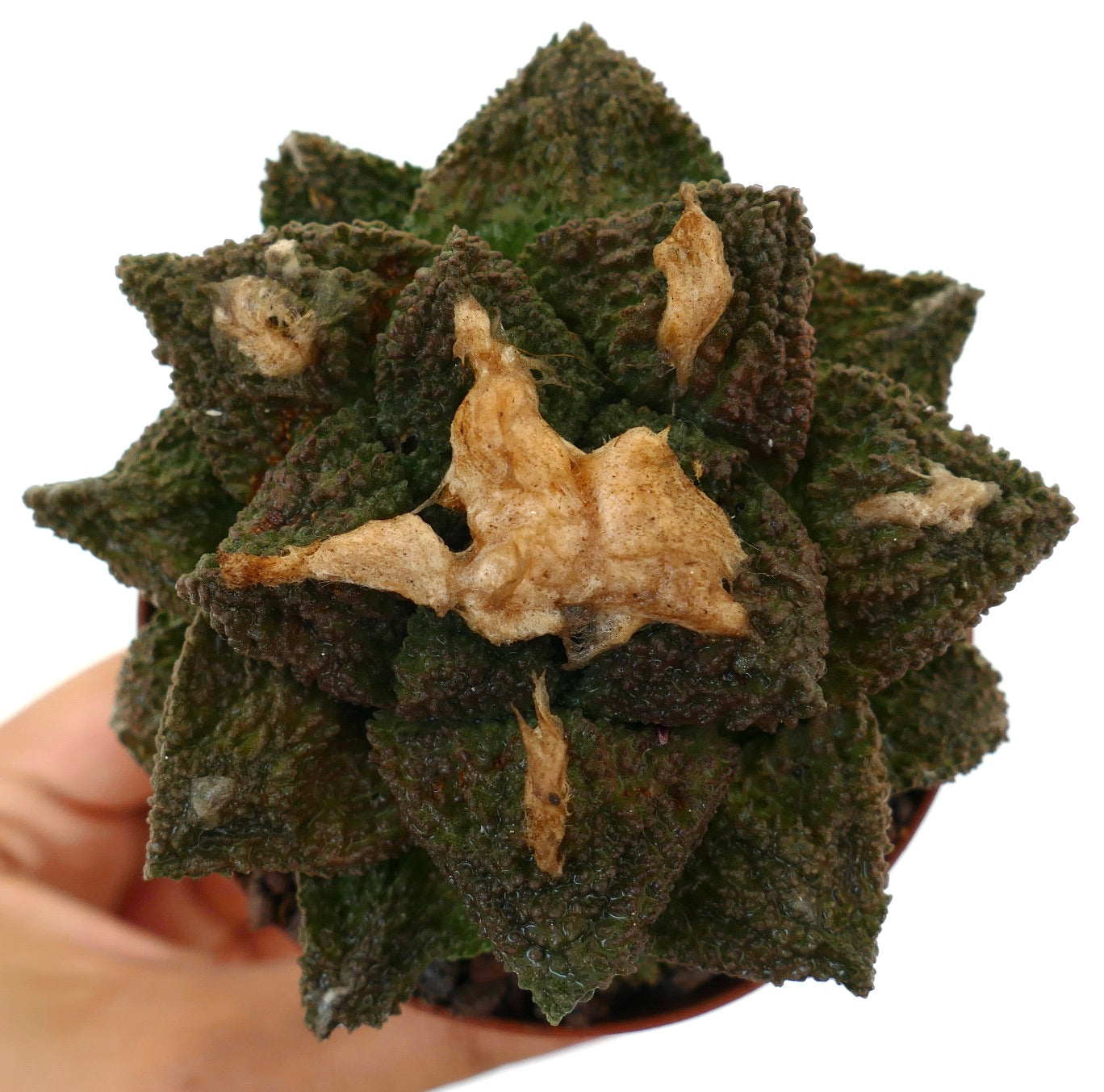 Ariocarpus cv. HINTONI, pianta succulenta con cactus, tubercoli verde scuro testurizzati e macchie secche