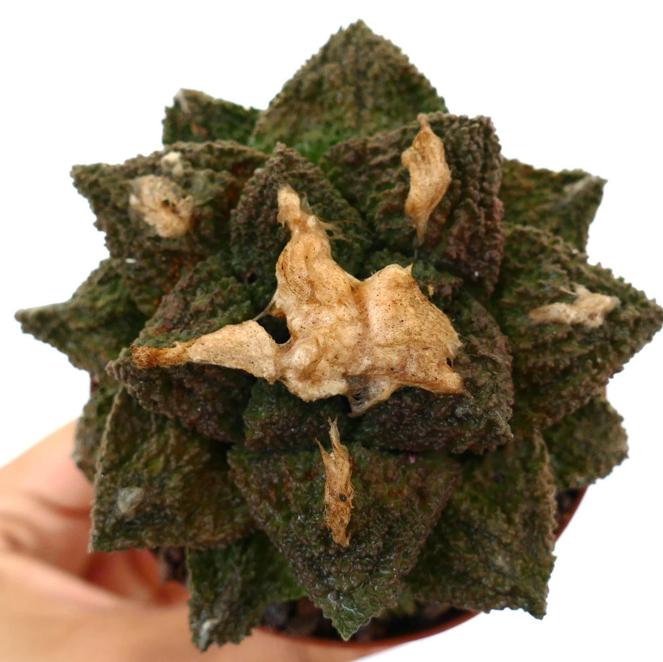 Ariocarpus cv. SUPER GODZILLA x HINTONI succulenta verde scuro con texture e macchie secche marroni