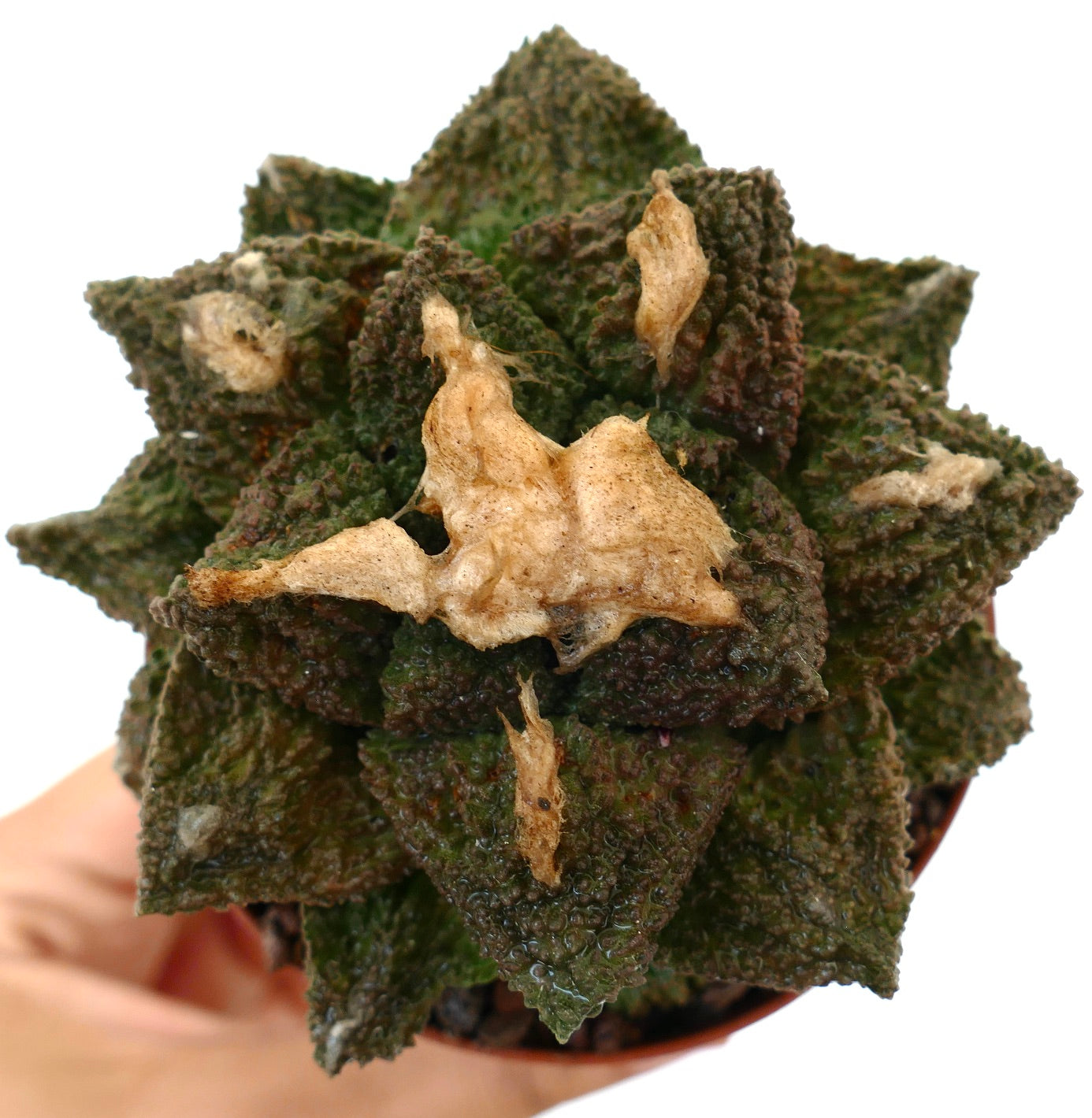 Ariocarpus cv. SUPER GODZILLA, cactus succulento con tubercoli scuri e dalla texture marcata e residui di fiori secchi