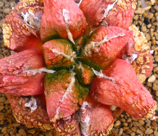 Close-up view of Ariocarpus cv GODZILLA PINK, showing thick pink tubercles with a rough, bumpy surface, green bases, and patches of white wool between the segments. The plant is surrounded by gravel.