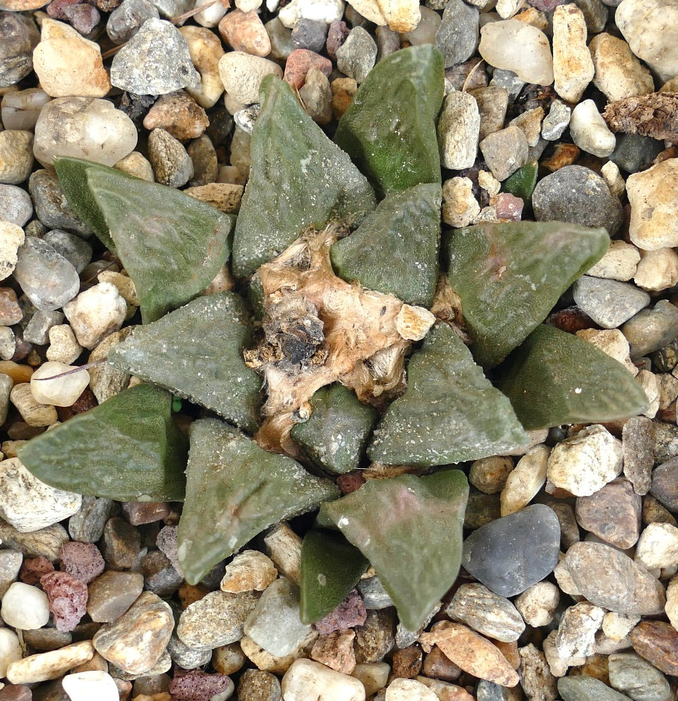 Ariocarpus fissuartus X scaphirostris