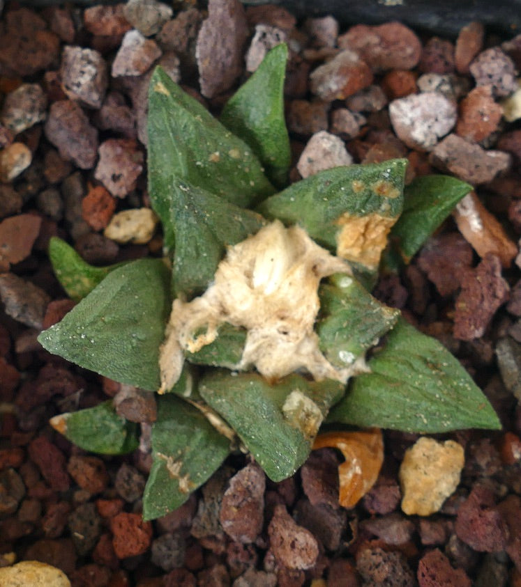 Ariocarpus fissuartus X scaphirostris