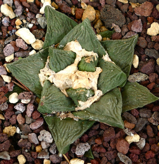 Ariocarpus fissuratus GODIZLLA X Ariocarpus retusus DARK GREEN