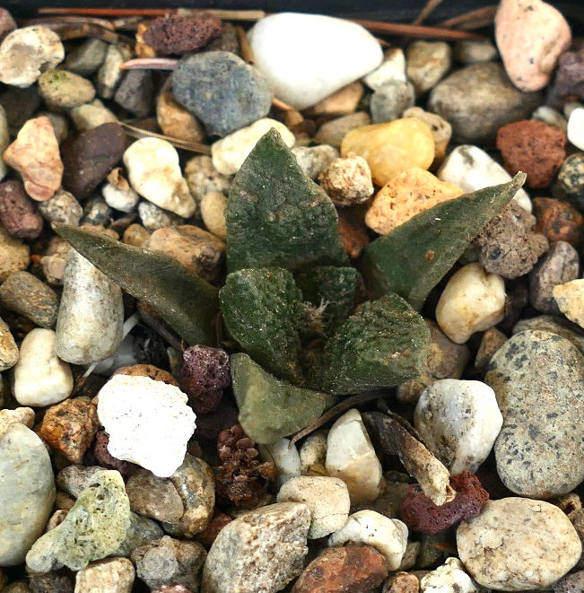 Ariocarpus fissuratus cv GODZILLA