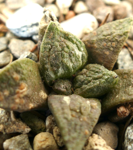 Ariocarpus fissuratus cv GODZILLA