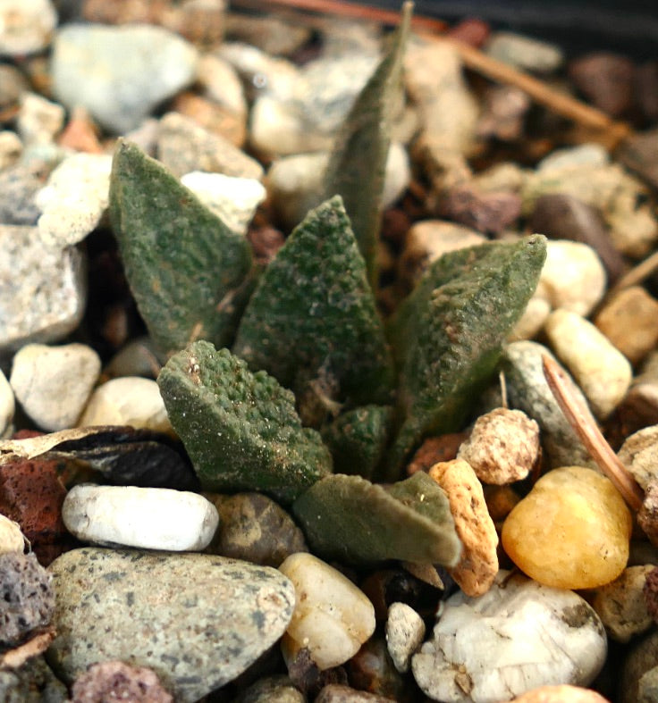 Ariocarpus fissuratus cv GODZILLA